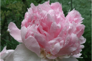 April Showers: Cool Garden Trends