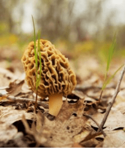 Morels: The Northern White Cedar of the Fungi World