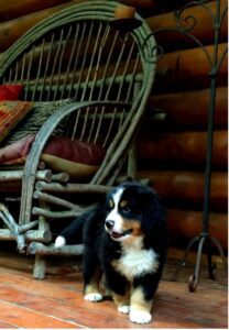 Dog House