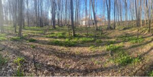 Into the Woods We Go